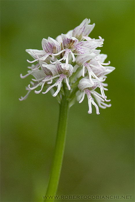 Orchis simia bianca ...?...